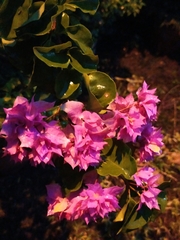 Bougainvillea glabra