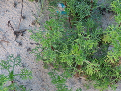 Artemisia campestris maritima