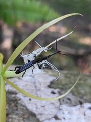 Brentinae