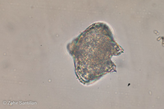 Miozoa