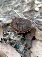 Neolentinus dactyloides