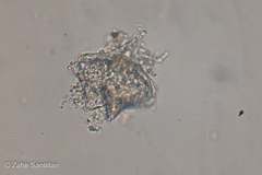 Miozoa