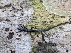 Brentinae