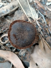 Neolentinus dactyloides
