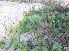 Artemisia campestris maritima