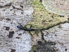 Brentinae