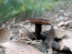 Neolentinus dactyloides