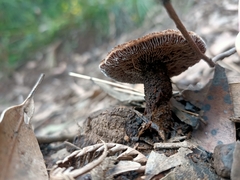 Neolentinus dactyloides
