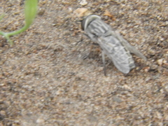 Tabanidae