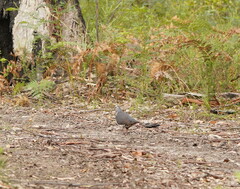 Leucosarcia melanoleuca