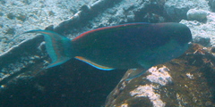 Chlorurus strongylocephalus