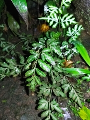 Pteris