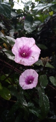 Ipomoea cordatotriloba