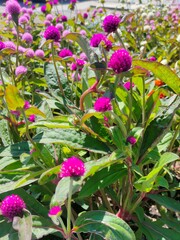 Gomphrena globosa