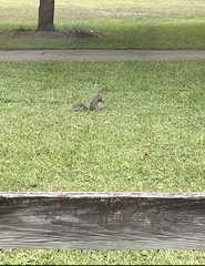 Sciurus carolinensis