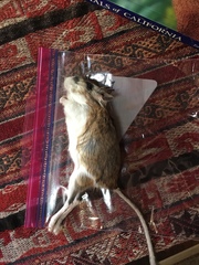 Dipodomys panamintinus