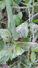 Conocephalus saltator