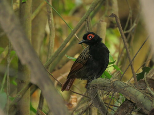 Phlegopsis nigromaculata