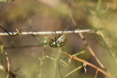 Leptinotarsa lineolata