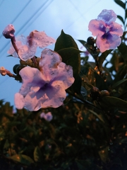 Brunfelsia pauciflora