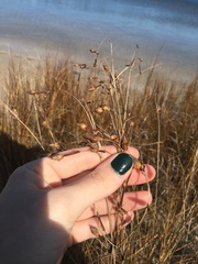Fimbristylis castanea