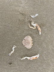 Ovalipes australiensis