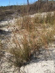 Fimbristylis castanea