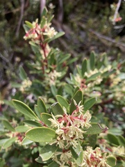 Tasmannia lanceolata