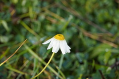 Anthemis