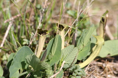 Aristolochia paucinervis