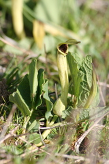Aristolochia paucinervis