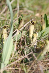 Aristolochia paucinervis