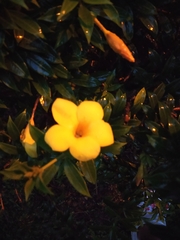 Allamanda cathartica