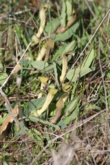 Aristolochia paucinervis