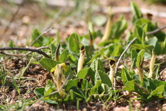 Aristolochia paucinervis