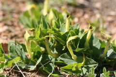 Aristolochia paucinervis