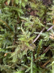 Pseudisothecium myosuroides