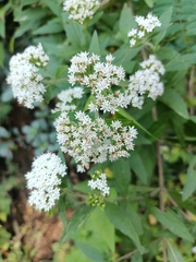Ageratina areolaris