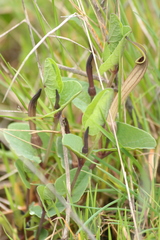 Aristolochia paucinervis