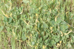 Aristolochia paucinervis