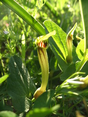 Aristolochia paucinervis