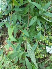 Ageratina areolaris