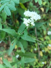Ageratina areolaris