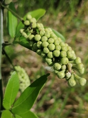 Varronia curassavica