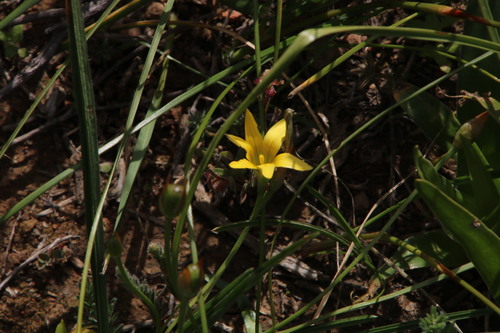 Image of Romulea hirta by (c) Tony Rebelo, some rights reserved (CC BY-SA)