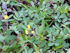 Arachis