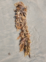 Sargassum sinclairii