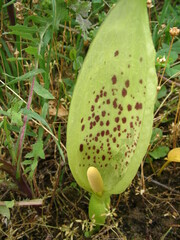 Arum italicum italicum
