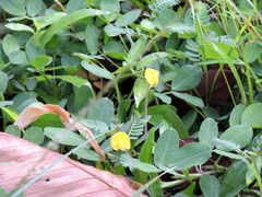 Arachis