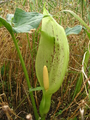 Arum italicum italicum